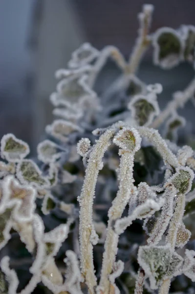 Plan Vertical Une Plante Avec Givre Rime Dessus — Photo