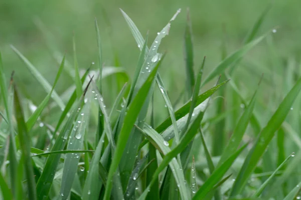 Selective Focus Green Grasses Water Droplets Agricultural Field — Stock Photo, Image