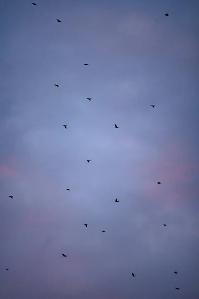 Πουλιά Που Πετούν Πάνω Από Powerline Μωβ Συννεφιασμένο Ουρανό Ηλιοβασίλεμα — Φωτογραφία Αρχείου
