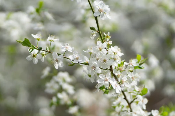 stock image A closeup of cherry blossom in a garden under the sunlight with a blurry background