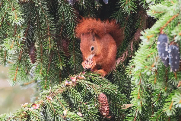 森の木の枝に幸せそうにナッツを食べる可愛い赤いリス — ストック写真