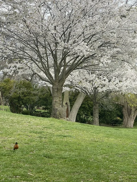 Plano Vertical Sakura Floreciente High Park Parque Recreativo Natural Toronto — Foto de Stock