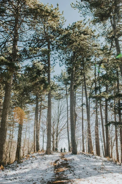 나무로 둘러싸인 눈으로 부분적으로 공원의 아름다운 — 스톡 사진