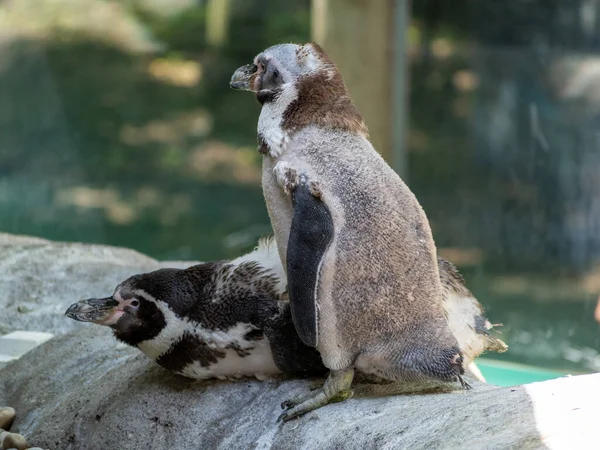 Крупный План Двух Африканских Пингвинов Бассейна Зоопарке — стоковое фото
