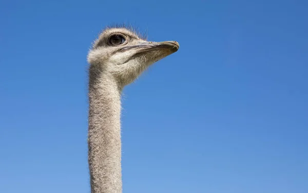 Proud Ostrich Blue Sky Watching Something — Stock Photo, Image