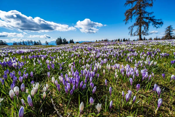Une Belle Prairie Avec Des Fleurs Crocus Tyrol Sud Alpes — Photo