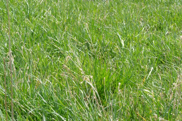 Uma Vista Natural Gramíneas Verdes Campo — Fotografia de Stock