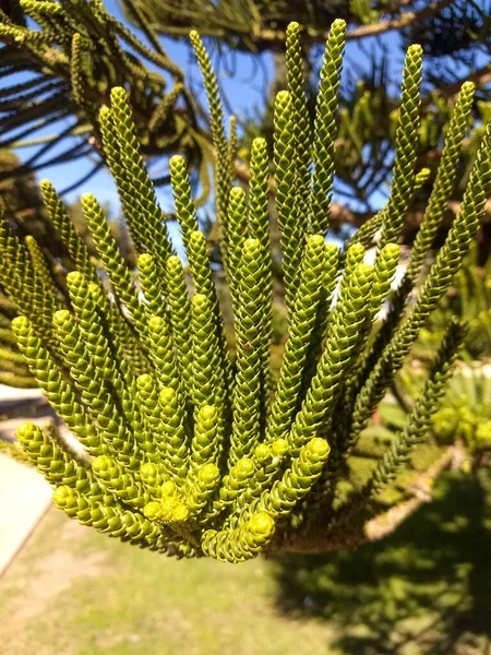 Closeup Shot Green Norfolk Island Pine — Stock Photo, Image