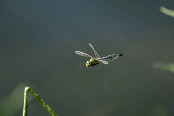 一张绿色蜻蜓在花园里飞舞的特写照片 — 图库照片