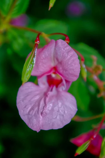 Piękny Fioletowy Kwiat Touch Uprawiany Ogrodzie — Zdjęcie stockowe