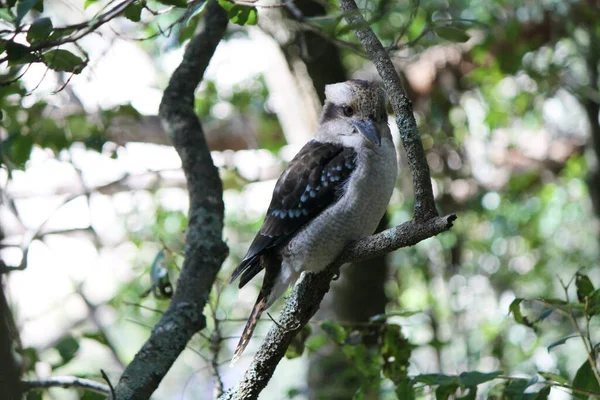 Portrait Wild Laughing Kookaburra Perched Branch Forest Royal National Park — Stock Photo, Image