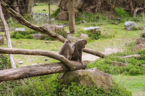 Gün Ortasında Sevimli Maymunlar — Stok fotoğraf