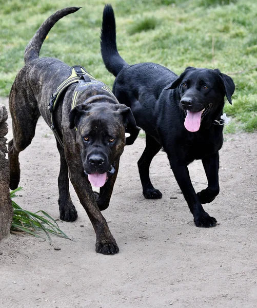 Vänskap Mellan Hundar Utlöst Hundpark Mellan Korsad Oäkting Käpp Corso — Stockfoto