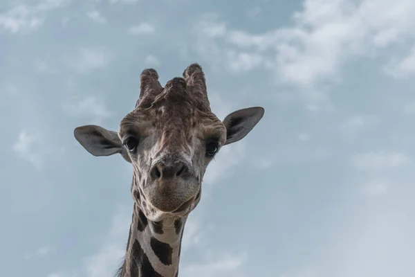 Retrato Uma Girafa Engraçada Fundo Céu Azul Claro — Fotografia de Stock