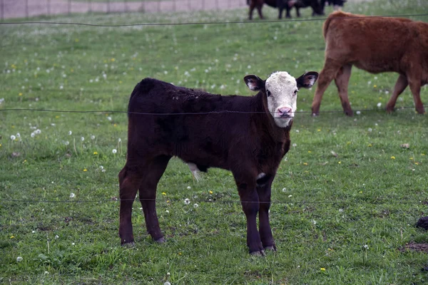 White Headed Black Calf Standing Green Field — Stock Photo, Image