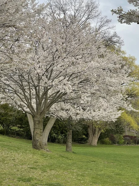 Plano Vertical Cerezas Florecientes High Park Parque Recreativo Natural Toronto — Foto de Stock