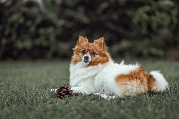 Adorabile Cane Pastore Islandese Sdraiato Sull Erba — Foto Stock