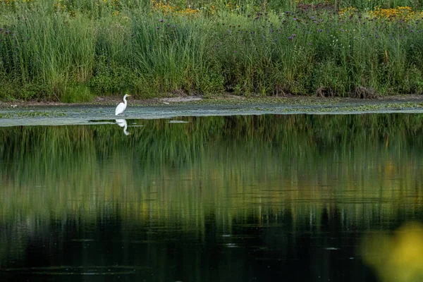 Una Sola Garza Pie Costa Lago Reflectante Rodeado Hierba Verde —  Fotos de Stock