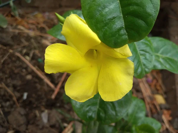 Die Nahaufnahme Der Goldenen Trompetenblume Allamanda Cathartica — Stockfoto