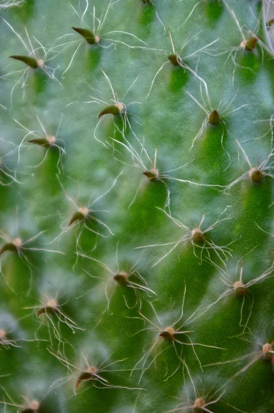 Sharp Green Cactus Texture Background — Stock Photo, Image