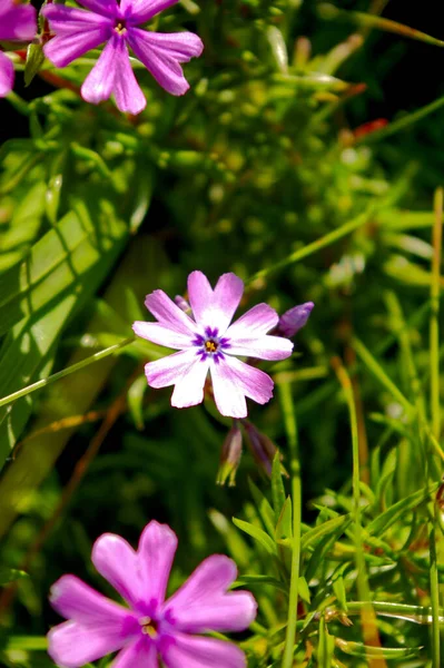 Krásné Fialové Moss Phlox Květiny Pěstované Zahradě — Stock fotografie