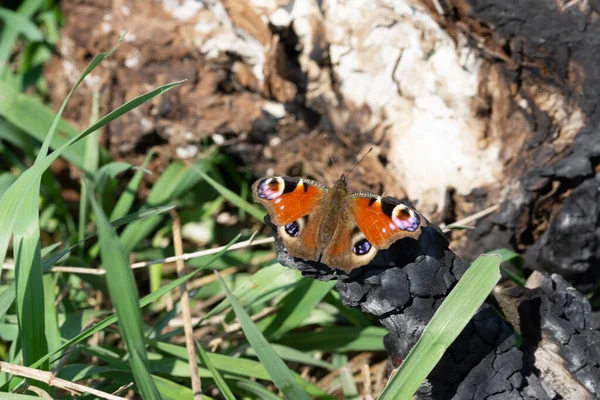 Tiro Macro Borboleta Olho Pavão Uma Madeira Queimada Grama — Fotografia de Stock