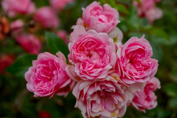 Купка Рожевої Квітки Троянди Вирощеної Саду — стокове фото