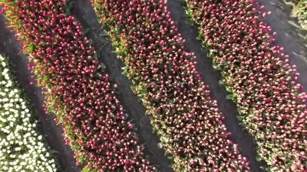 Schöne Tulpen Wachsen Auf Der Wiese Sonnigen Frühlingstag — Stockvideo