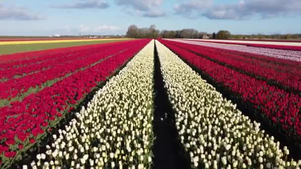 Belas Tulipas Crescendo Prado Dia Ensolarado Primavera — Vídeo de Stock