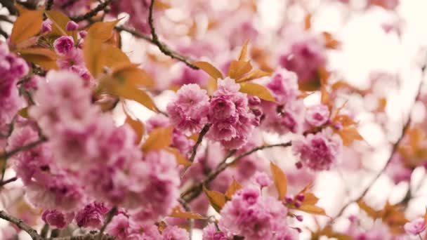 Ramas Cerezo Con Hermosas Flores Primer Plano Concepto Primavera — Vídeos de Stock