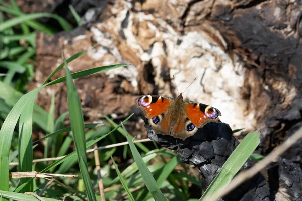 Zbliżenie Pawia Motyla Ziemi Pokrytego Trawą Pod Słońcem — Zdjęcie stockowe