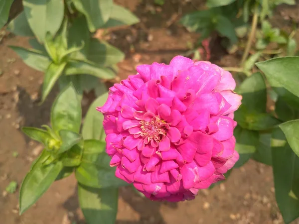 Крупним Планом Рожева Цинія Квітка Далья Зіндія Елегантні — стокове фото