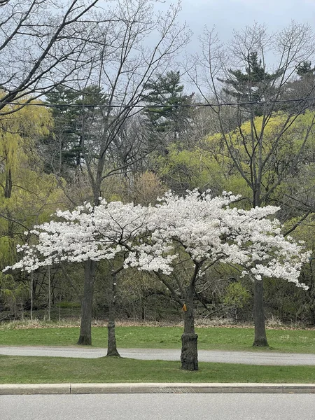 Plano Vertical Plantas High Park Parque Natural Recreativo Toronto Canadá — Foto de Stock