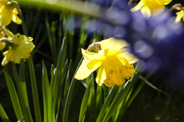 Крупним Планом Знімок Яскраво Жовтих Квітів Нарциса Полі — стокове фото