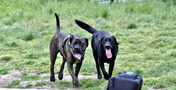 Amistad Entre Perros Parque Perros Desatado Entre Bastardo Cruzado Corso —  Fotos de Stock