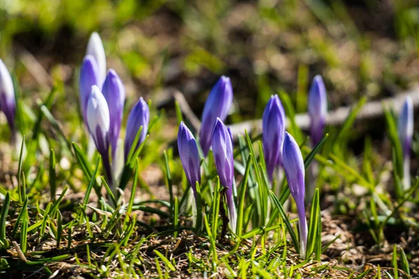 Eine Selektive Fokusaufnahme Von Krokusblüten Die Südtirol Den Italienischen Alpen — Stockfoto