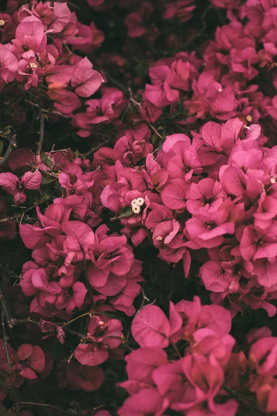 아름다운 자홍색 배경으로 디자인의 — 스톡 사진