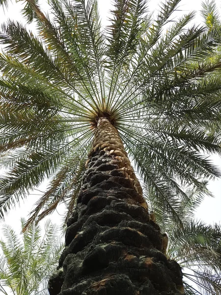 Detailní Záběr Palm Tree Farmě — Stock fotografie