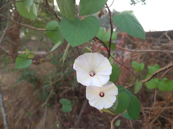 Primo Piano Dei Bianchi Oscuri Fiori Del Mattino Ipomoea Obscura — Foto Stock