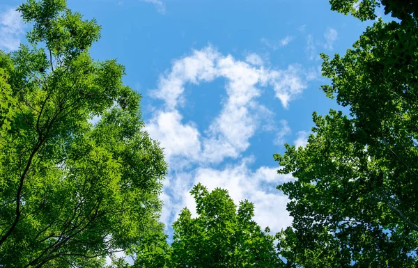 Okouzlující Pohled Mraky Obloze Tvaru Srdce Sluncem Ozářenými Stromy — Stock fotografie