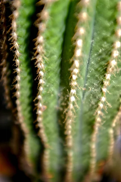 Egy Éles Zöld Kaktusz Textúra Háttér — Stock Fotó
