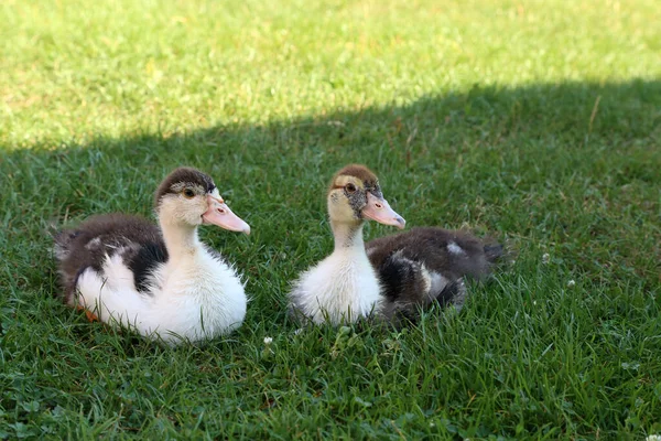 Schattige Eenden Het Groene Gras Een Boerderij — Stockfoto