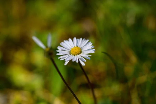 Jeden Marguerite Sedmikráska Květina Poli Husté Trávy Rozmazaným Pozadím — Stock fotografie