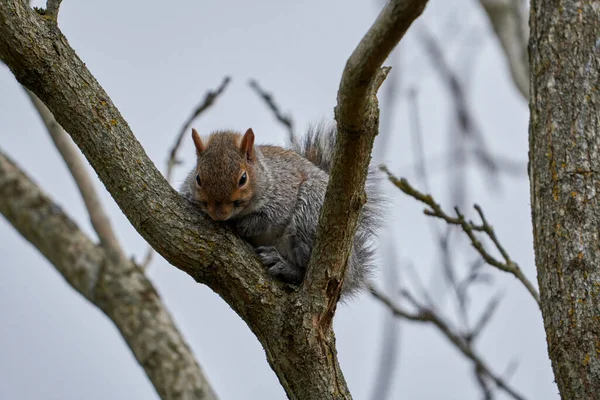 Close Shot Squirrel Tree — Stock Photo, Image