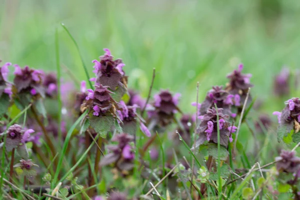 Primer Plano Flores Cordero Púrpura Floreciendo Campo — Foto de Stock