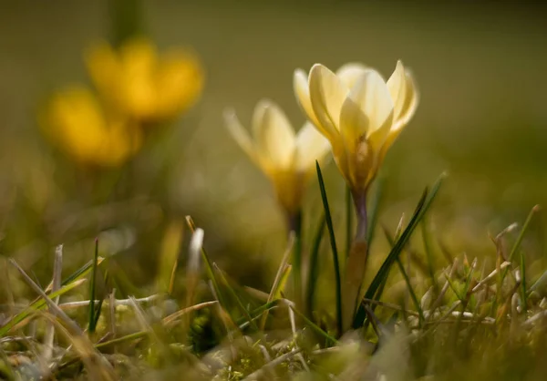 Par Krokus Solskenet — Stockfoto