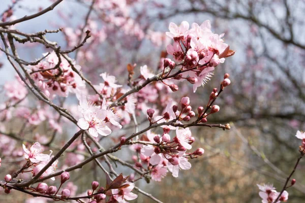 Primer Plano Hermosas Flores Cerezo Las Ramas Los Árboles Durante — Foto de Stock