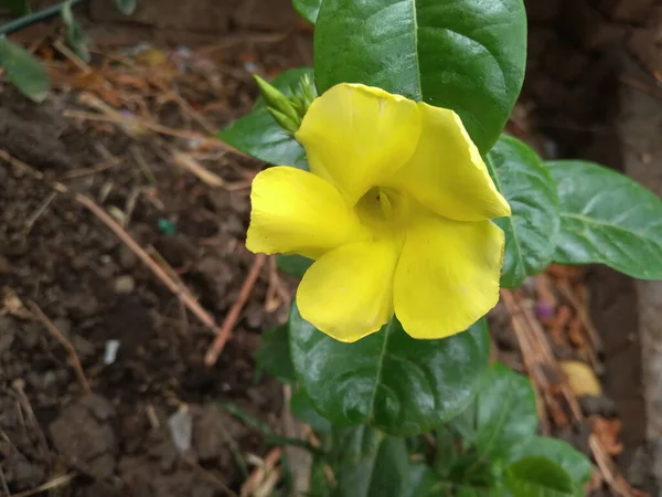 Arany Trombita Allamanda Cathartica Virág Közelsége — Stock Fotó