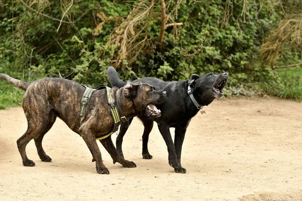 Vriendschap Tussen Honden Een Losgelaten Hondenpark Tussen Een Gekruiste Bastaardrietcorso — Stockfoto