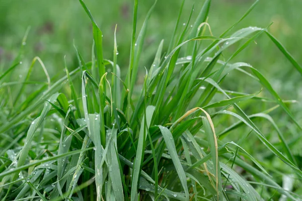 Selective Focus Green Grasses Water Droplets Field — Stock Photo, Image